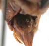 CollectionObject 1539820; aa34da54-68ae-4942-9610-98d529246d70: female subgenital plate (holotype). (CollectionObject).