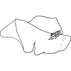 Pygofer, lateral view on Caffrolix imberiva Davies, 1988: Pygofer, lateral view (holotype). (Observation).