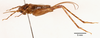 CollectionObject 1523748; 071e3a34-192a-494b-b3e3-841cb0e77d21: male, lateral view (holotype). (CollectionObject).