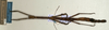 CollectionObject 1559448; NMW 561, 3b05fc0f-bb3e-4974-80aa-f2523c0f0440: copyright NMW, Vienna. female of synonym Prisomera thoracicum (holotype). (CollectionObject).