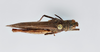 CollectionObject 2870568; CNCI 1010270, 3d61e2e9-145d-48b2-b239-fbc0836429dc: Chorthippus brunneus. (CollectionObject).