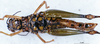 CollectionObject 1505066; 954483f9-48f1-4f17-b830-b52d091b5253, DORSA D017AF01: female, ventral view (syntype). (CollectionObject).
