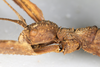 CollectionObject 1557860; a178da17-f9d0-493e-bf87-45c3bd0ed9de: copyright MHNG Geneva. female: head, lateral view (syntype). (CollectionObject).