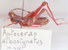 CollectionObject 1541214; bf7c2ea0-6639-491d-b715-1284975b79a9: Images Carbonell, C.S. male, lateral view (holotype). (CollectionObject).