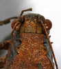 CollectionObject 1592237; 2b332e30-c5d6-4e3d-80dd-d4bcc7b7e8f5: male, head, dorsal view. (CollectionObject).