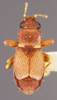 Neosuris castanea (Barber, 1911): Esuris castanea HOLOTYPE (NMNH) - (CC BY-NC 3.0) - Photo by Pablo M. Dellapé with permission from the National Museum of Natural History (NMNH), Smithsonian Institution, Washington, D.C. (Otu).