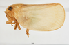 Habitus, lateral view on Bulldolonia depressa (Melichar, 1902): (Observation).