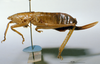 CollectionObject 1541633; a05450dc-5835-42c4-9f35-05601a07381a: female, lateral view. (CollectionObject).