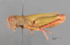 CollectionObject 1524987; 92134539-619a-42fa-95d2-72dfebacb7be: female, lateral view (holotype). (CollectionObject).