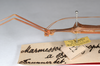CollectionObject 1559707; 1cb32818-f1e5-4f98-97d5-59f1be48f072: copyright MNHU, Berlin. male: head & thorax, lateral view of synonym Marmessoidea caryophyllea (syntype). (CollectionObject).
