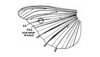 Circotettix shastanus Bruner, 1889: Fig. 60D. hindwing venation. (Otu).