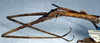 CollectionObject 1561695; NMW 336, 21afe3d1-7803-4419-b29a-067c2a96b95c: copyright NMW, Vienna. female: head and thorax, lateral view Clitumnus lobipes (holotype). (CollectionObject).