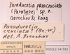 CollectionObject 1564888; a45e9ff3-bd9d-4654-a877-62d9c69fa87f: labels (paratype). (CollectionObject).