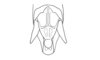 Leptalacris fastigiata Descamps & Rowell, 1978: Fig. 4. male abdomen tip, dorsal view. (Otu).