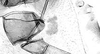Stylus.: First marginal tubercle and coxa of A. thaspii. (Observation).