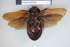 CollectionObject 1552818; NHMUK(SF IMPORT DUPLICATE) BMNH(E) 876016, c4cbd4cc-5a10-436b-906c-b8cf484a502b: Copyright NHM, London. Lectotype female of synonym Panesthia ruficeps, ventral view. (CollectionObject).