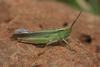 FieldOccurrence 283; 491e07e9-f31e-4b05-ab7f-1d0a36589413; Tanzania
near Kwa Sadala southern slopes Mount Kilimanjaro, 2015/06/??: male, lateral view. (FieldOccurrence).