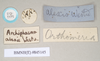 CollectionObject 1560629; 4f1e263e-c78a-4e70-8a15-e4ebcc5b90c0: copyright Natural History Museum, London. male, data labels (paralectotype). (CollectionObject).;CollectionObject 1560630; 81cde4ba-3fde-4f61-9420-4172a1b4f9c5: copyright Natural History Museum, London. male, data labels (paralectotype). (CollectionObject).