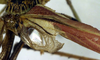 CollectionObject 1500585; 675c7238-0cef-49eb-b65b-a17a5f89c62d, DORSA BTpoeannS01: male, base of right tegmen (syntype). (CollectionObject).