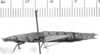 CollectionObject 1526302; 166855d4-281c-47e2-8305-658f42c7a47f: female, lateral view (paralectotype). (CollectionObject).