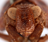 Head on Amnisa singularis Stål, 1862: (Observation).