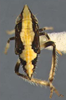 Habitus, lateral view on Xerophytacolus tubuverpus Stiller, 2012: Nymph. (Observation).