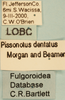 Other: !! display not done !! on Pissonotus dentatus Morgan & Beamer, 1949: (Observation).