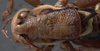 CollectionObject 1505807; 1c87da3a-cb5c-49bd-a912-652743fc2ed7: male pronotum, dorsal view (holotype). (CollectionObject).