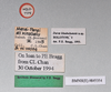 CollectionObject 1558289; NHMUK(SF IMPORT DUPLICATE) BMNH(E)845354, e1c4632b-fddb-4395-82e7-489e6398b8c9: copyright Natural History Museum, London. female, data labels (holotype). (CollectionObject).