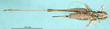 CollectionObject 1568278; 56a1a3cf-6288-4e4e-bd2c-2d131d64bd31: female, dorsal view (paratype). (CollectionObject).