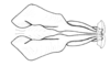 Enodisomacris curtipennis Cigliano, 1989: Fig. 223. endophallus, dorsal view. (Otu).
