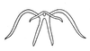 Aedeagus, dorsal view on Edwardsiana trigonometrica Logvinenko, 1966: (Observation).