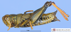 CollectionObject 1566329; MLP26770', 15babea8-a8b1-4631-94cf-5cc4699e30b8: female, lateral view (allotype). (CollectionObject).