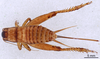 CollectionObject 1961576; c44a9145-3ad9-4088-93b3-43a0a63db0af, ANSP007_GRYLL_ANSP: Female, dorsal view (paratype). (CollectionObject).