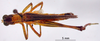 CollectionObject 1530711; 979a0570-4c68-43d3-a175-b5c6a55d76cb, DORSA SAeumbolHTM: male, dorsal view (holotype of Eumastax boliviana). (CollectionObject).