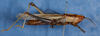 CollectionObject 1543204; fdc66bfe-40c6-4d10-9e2b-e4d62bd0292e: female, lateral view. (CollectionObject).