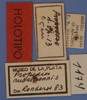 CollectionObject 1513164; dc424f93-8d01-4e41-ad78-841394472e95: Label male (holotype). (CollectionObject).