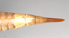 CollectionObject 1557602; 44a43d9c-40e7-4456-8af1-b89668b5bf56: copyright Natural History Museum, London. female: end of abdomen, dorsal view (syntype). (CollectionObject).;CollectionObject 1557603; c66fc09a-202d-49a8-b18e-b49c13d04105: copyright Natural History Museum, London. female: end of abdomen, dorsal view (syntype). (CollectionObject).