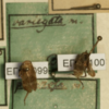 Other: !! display not done !! on Dicodia variegata (Germar, 1821): (Observation).