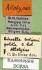 CollectionObject 1581782; 1ae8d2a9-8c14-4266-b930-ac561e872ec3: labels (allotype). (CollectionObject).