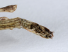 CollectionObject 1559121; e0bffc9a-cb68-4a17-8c0f-aa9024b1ff78: copyright ANSP. male: end of abdomen, dorsal view (holotype). (CollectionObject).
