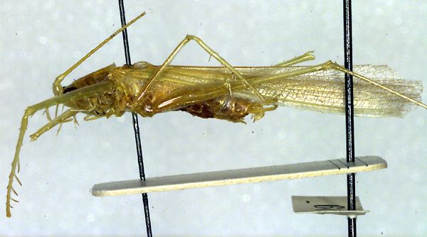 male, lateral view (paratype). Depicts CollectionObject 1596010; aeb0c996-846e-4d7b-86a3-9f0b583c9948, a CollectionObject.