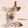 Aedeagus, ventral view: (Observation).