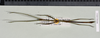 Staelonchodes harmani (Bragg & Chan, 1993): copyright Natural History Museum, London. male (paratype). (Otu).