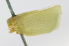 Habitus, lateral view on Anormenis tortricina (Germar, 1821): (Observation).