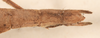 CollectionObject 1562038; 57e02023-3a6b-407c-8fdb-bfa549597c7a: copyright OUMNH. female: end of abdomen, dorsal view (holotype), copyright OUMNH. (CollectionObject).