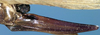 CollectionObject 1531869; 380b64b4-7382-48a8-a6a8-01bb4773f816: female ovipositor (holotype). (CollectionObject).