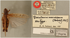 female, dorsal view, labels (neotype). Depicts CollectionObject 1531135; 22a342da-d372-438c-b5e0-fd08828576bf, a CollectionObject.