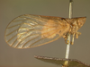 Habitus, lateral view: !! display not done !! on Buca simplex Walker, 1858: (Observation).