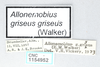 CollectionObject 2868908; 459cd19d-10df-4b52-9a7f-04918bc194ec, CNCI 1154952: Allonemobius griseus griseus. (CollectionObject).